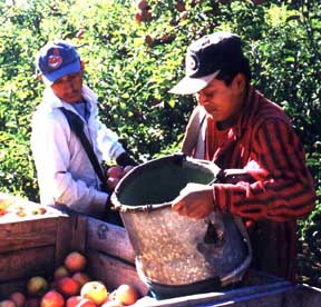 illegal alien farm workers