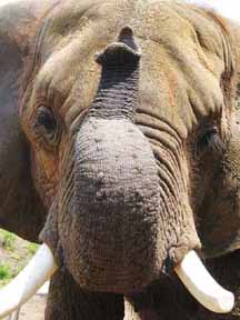 African elephant